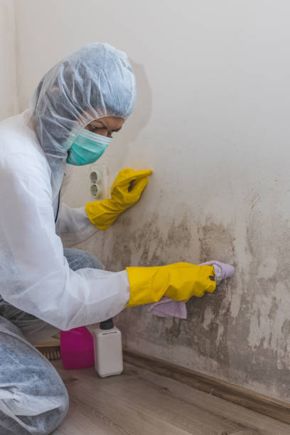 Mold Documentation for Insurance Claims in Fairview Park, IN