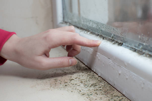 Best Mold Damage Restoration  in Fairview Park, IN