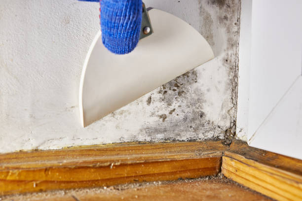 Best Commercial Mold Inspection  in Fairview Park, IN