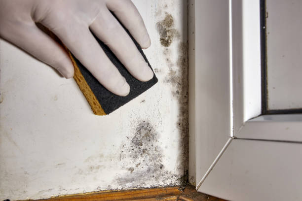  Fairview Park, IN Mold Removal Pros